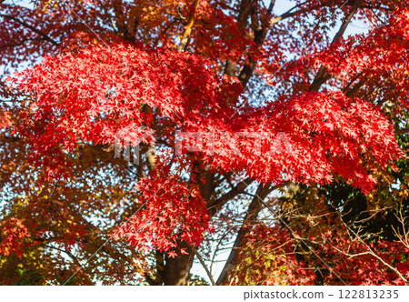 櫻山公園紅葉風景 138 122813235