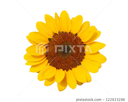 A vibrant sunflower bloom isolated on white, perfect for floral designs, nature-themed projects, or product packaging. 122813286