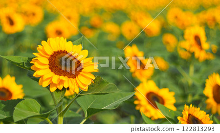 A vibrant sunflower stands out in sharp focus, surrounded by a blurred field of blooms. The bright petals and vivid colors evoke a cheerful, sunny vibe A vibrant sunflower stands out in sharp focus, surrounded by a blurred field of blooms. The bright petals and vivid colors evoke a cheerful, sunny vibe 122813293