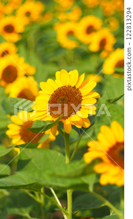 A sunflower in focus stands out vividly against a backdrop of blurred yellow blooms and greenery, capturing the essence of a vibrant summer day 122813294
