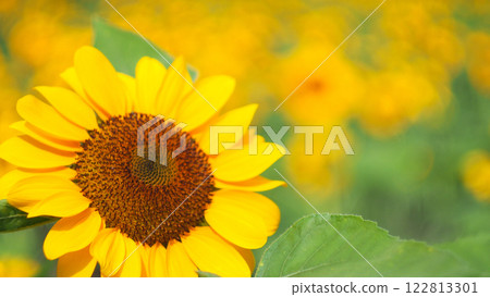 A close-up of a vibrant sunflower in full bloom, highlighting its intricate patterns and golden petals against a softly blurred field of sunflowers. Perfect for nature-themed designs or as a cheerful A close-up of a vibrant sunflower in full bloom, highlighting its intricate patterns and golden petals against a softly blurred field of sunflowers. Perfect for nature-themed designs or as a cheerful 122813301