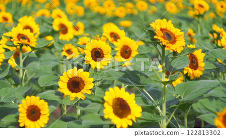 A vibrant field of blooming sunflowers under the bright sunlight, showcasing the beauty of nature and abundance. Ideal for promoting tourism or as an inspiration for art and design projects 122813302