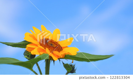 A vibrant sunflower stands tall with its golden petals shining against a soft, clear blue sky, embodying the essence of summer A vibrant sunflower stands tall with its golden petals shining against a soft, clear blue sky, embodying the essence of summer 122813304