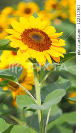 Golden sunflower in full bloom under a clear blue sky, showcasing nature's vibrant beauty 122813305