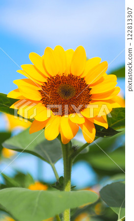 Golden Radiance. A Sunflower's Simple Elegance Under a Serene Sky Golden Radiance. A Sunflower's Simple Elegance Under a Serene Sky 122813307