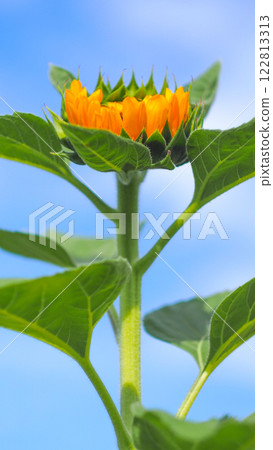 Close-Up Budding Sunflower with Green Leaves Against a Clear Sky. Perfect for Growth Metaphor Campaigns or Botanical Themes 122813313