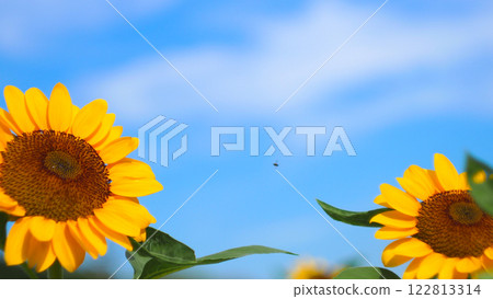 Sunflowers with Clear Blue Sky - Ideal for Nature Advertising, Inspirational Posters, or Eco-Friendly Branding Sunflowers with Clear Blue Sky - Ideal for Nature Advertising, Inspirational Posters, or Eco-Friendly Branding 122813314