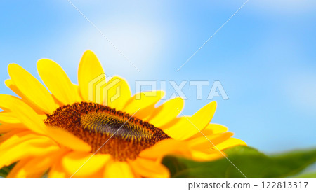 Radiant Sunflower Against Blue Sky - Perfect for Nature Campaigns, Eco Branding, or Seasonal Marketing Radiant Sunflower Against Blue Sky - Perfect for Nature Campaigns, Eco Branding, or Seasonal Marketing 122813317