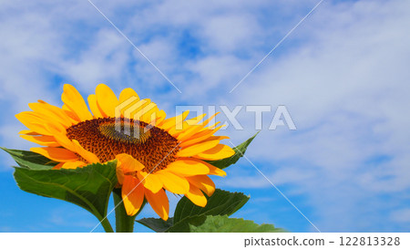 a vibrant sunflower basking in the sunlight, with its petals glowing against a vivid blue sky scattered with soft, white clouds. 122813328