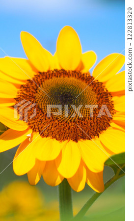A stunning sunflower in full bloom, its golden petals radiating around a perfectly symmetrical seed pattern, standing tall against a bright blue sky. 122813329