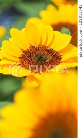 a vibrant sunflower in full bloom, with a soft focus on the background, creating a serene and warm atmosphere. a vibrant sunflower in full bloom, with a soft focus on the background, creating a serene and warm atmosphere. 122813343