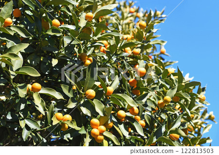 Kumquats shining in the early spring sunshine Kumquats shining in the early spring sunshine 122813503