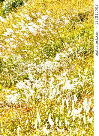 Silver grass blooming in the autumn fields 122813508