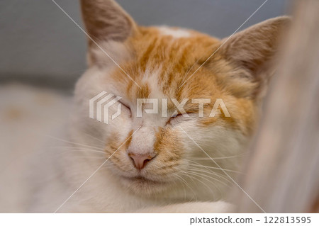 Golden Slumber ~Slumbering Cat~ 122813595