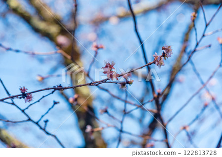 Sakurayama Park Winter Cherry Blossoms 2 122813728