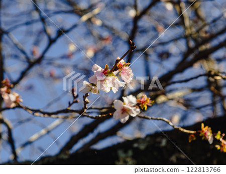 櫻山公園冬櫻花 38 122813766