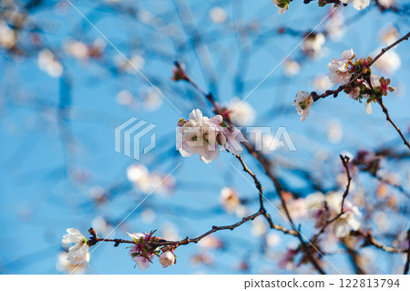 Sakurayama Park Winter Cherry Blossoms 57 122813794