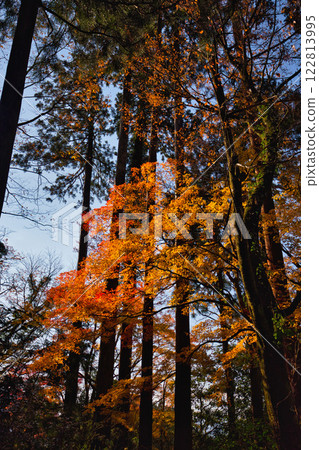 白山平泉寺的靜謐秋日 白山平泉寺的靜謐秋日 122813995