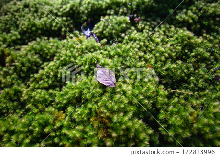 白山平泉寺的靜謐秋日 122813996