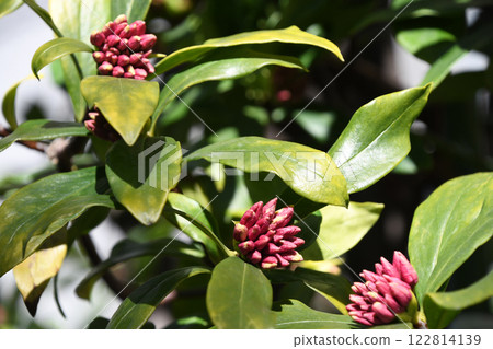 瑞香花蕾在初春的陽光下等待綻放（二月） 122814139