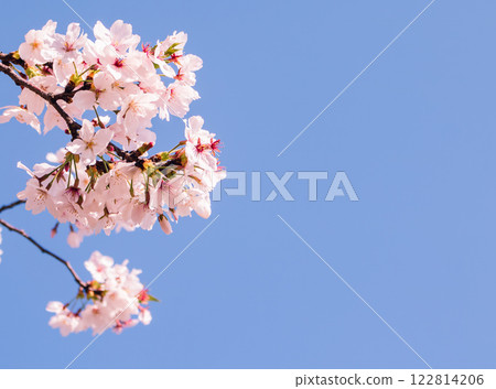 Somei-Yoshino Cherry Blossoms 59 122814206