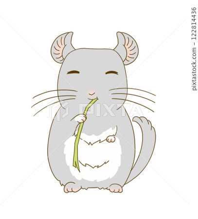 Chinchilla (gray) eating timothy hay 122814436