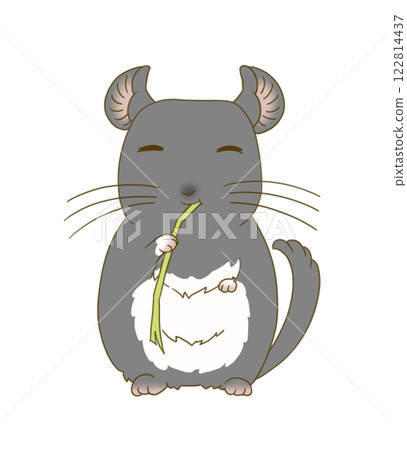 Chinchilla (Black Velvet) eating Timothy hay 122814437