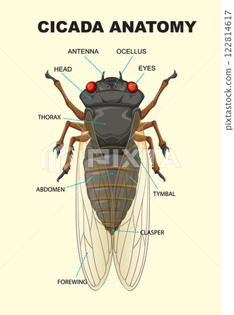 Detailed Cicada Anatomy Illustration 122814617
