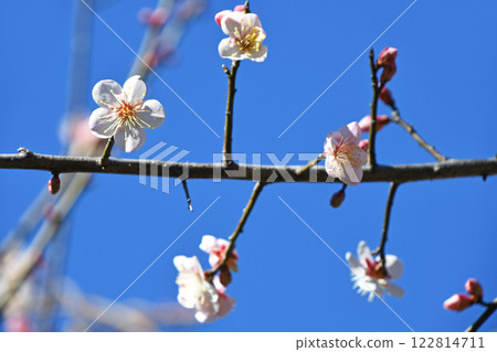 Blooming plum blossoms Blooming plum blossoms 122814711