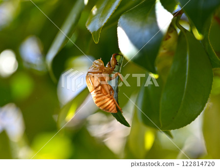 Utsusemi on a camellia branch 122814720