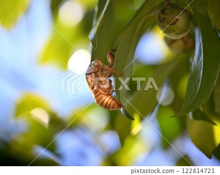 Utsusemi on a camellia branch 122814721