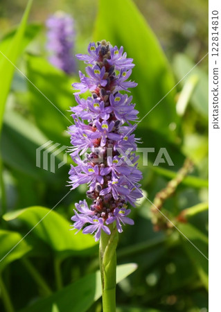 Water hyacinth Pontederia aquatic plant purple flower 122814810