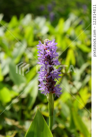 Water hyacinth Pontederia aquatic plant purple flower 122814811