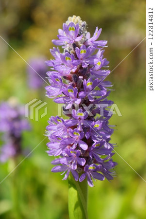 Water hyacinth Pontederia aquatic plant purple flower 122814812