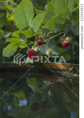 Branches of a garden raspberry with berries over a barrel with rain water Branches of a garden raspberry with berries over a barrel with rain water 122814813