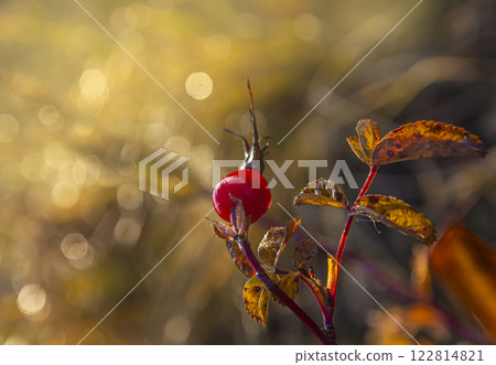 The branches of a rose hip bush with red fruits in the autumn morning The branches of a rose hip bush with red fruits in the autumn morning 122814821