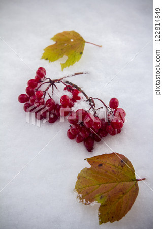 a brunch of viburnum and yellow leaves fell on the first snow 122814849