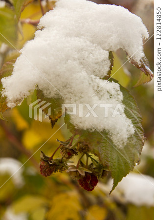 a bush of raspberry with the last berries and the first snow 122814850