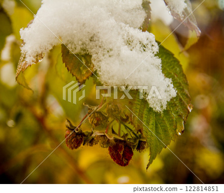 a bush of raspberry with the last berries and the first snow 122814851