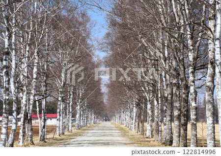 Tree-lined avenue in Hokkaido Tree-lined avenue in Hokkaido 122814996