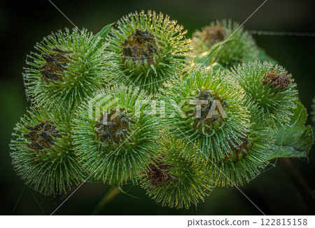 green burdock seed pods 122815158