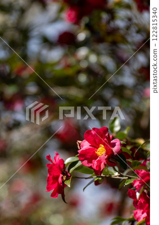 Midwinter Camellia 122815340
