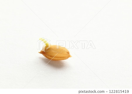 Germination of seed fir Germination of seed fir 122815419
