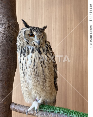 Bengal Eagleworm 122815436