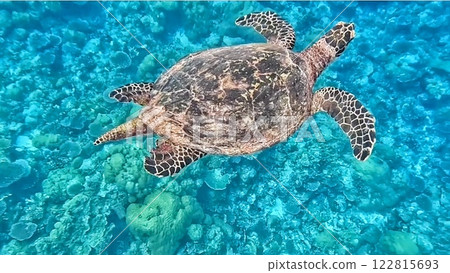 帛海龜 122815693