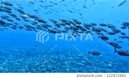 School of fish seen while diving in Palau 122815802