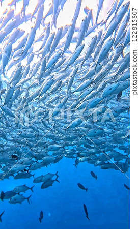 School of fish seen while diving in Palau 122815807