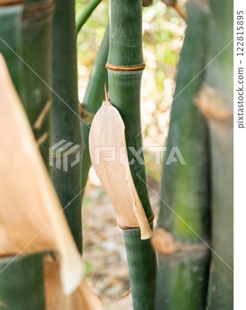 Exploring bamboo growth and leaf shedding in a detailed tropical forest environment Exploring bamboo growth and leaf shedding in a detailed tropical forest environment 122815895