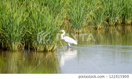 Egrets foraging in serene rice fields a close-up of rural wildlife conservation Egrets foraging in serene rice fields a close-up of rural wildlife conservation 122815909