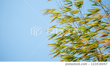 Bamboo leaves swaying in the breeze outdoor nature scene lush green environment tranquil view Bamboo leaves swaying in the breeze outdoor nature scene lush green environment tranquil view 122816047